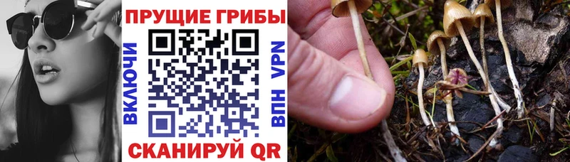 Галлюциногенные грибы Magic Shrooms  Купить где  Котельники 